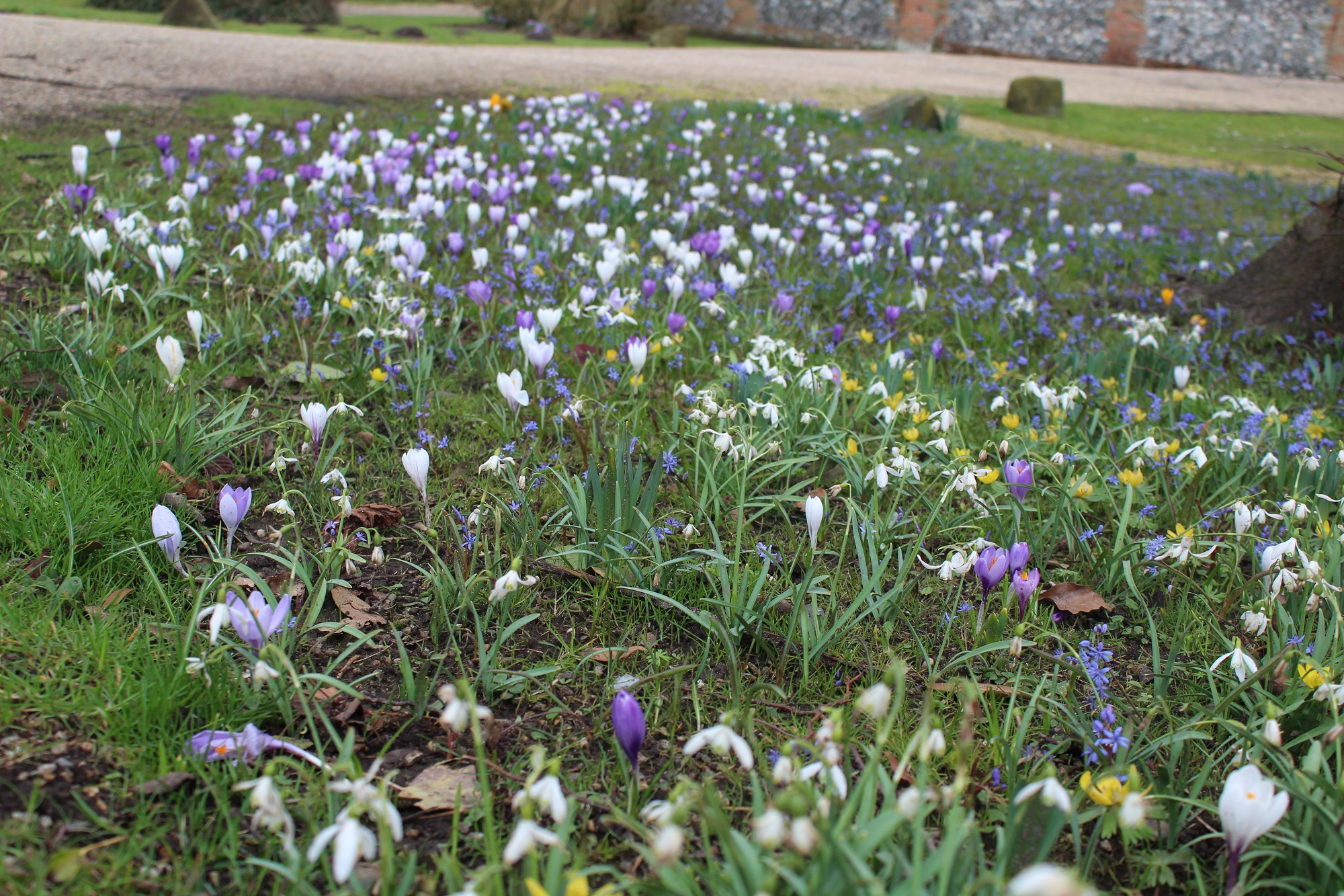 Spring Flowers Riverdale Ecology